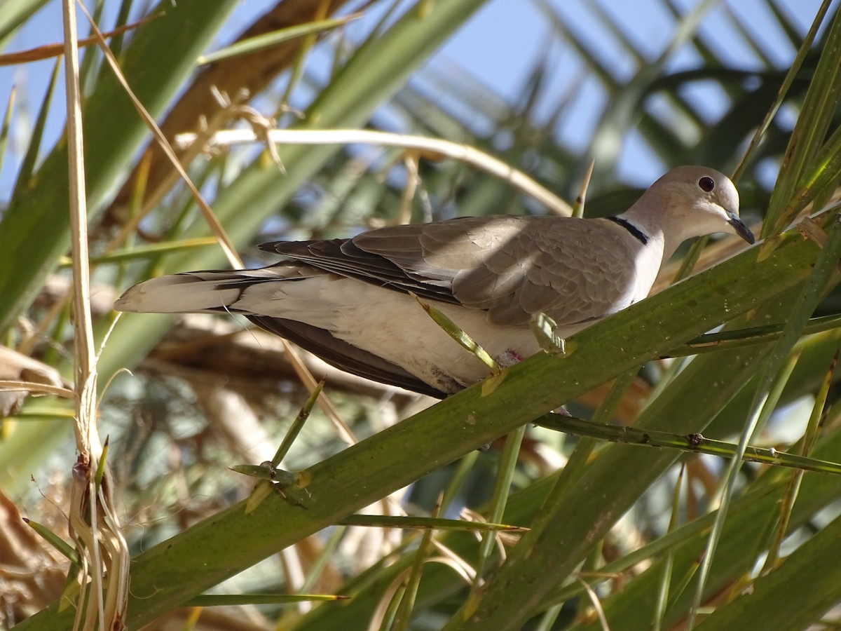 Eurasian x African Collared-Dove (hybrid) - ML617023368