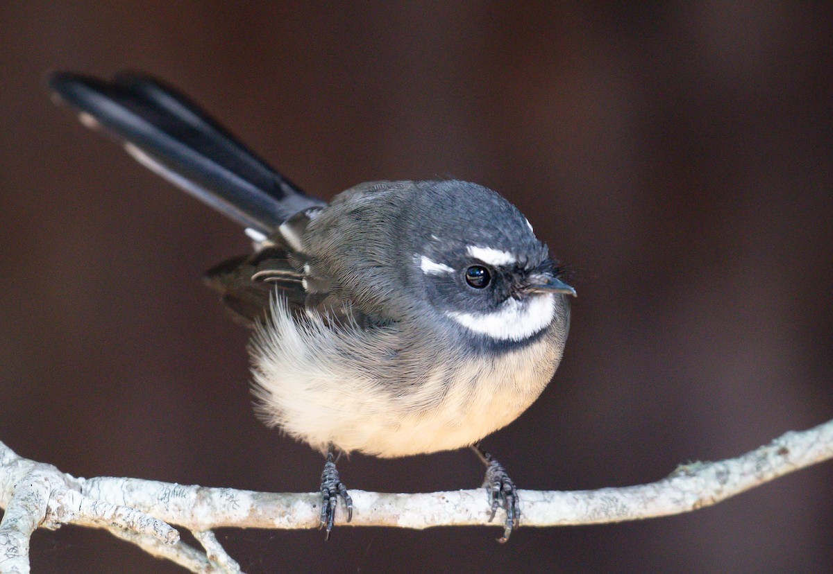 Gray Fantail (albiscapa) - ML617023453