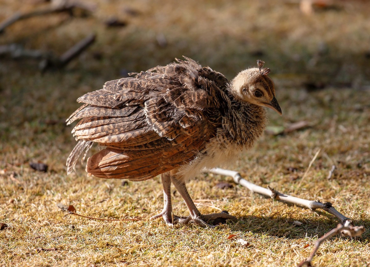 Indian Peafowl (Domestic type) - ML617023459