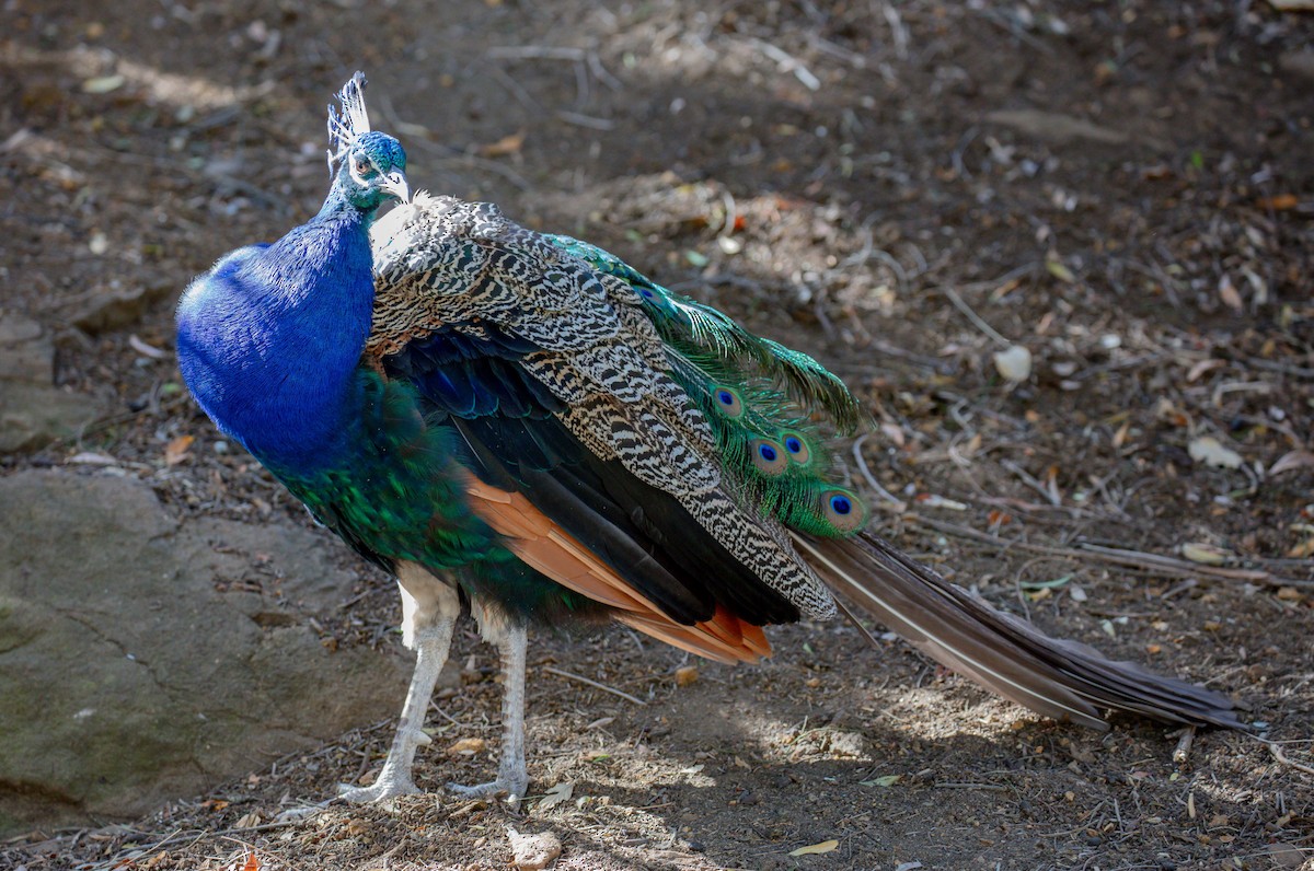 Indian Peafowl (Domestic type) - ML617023462
