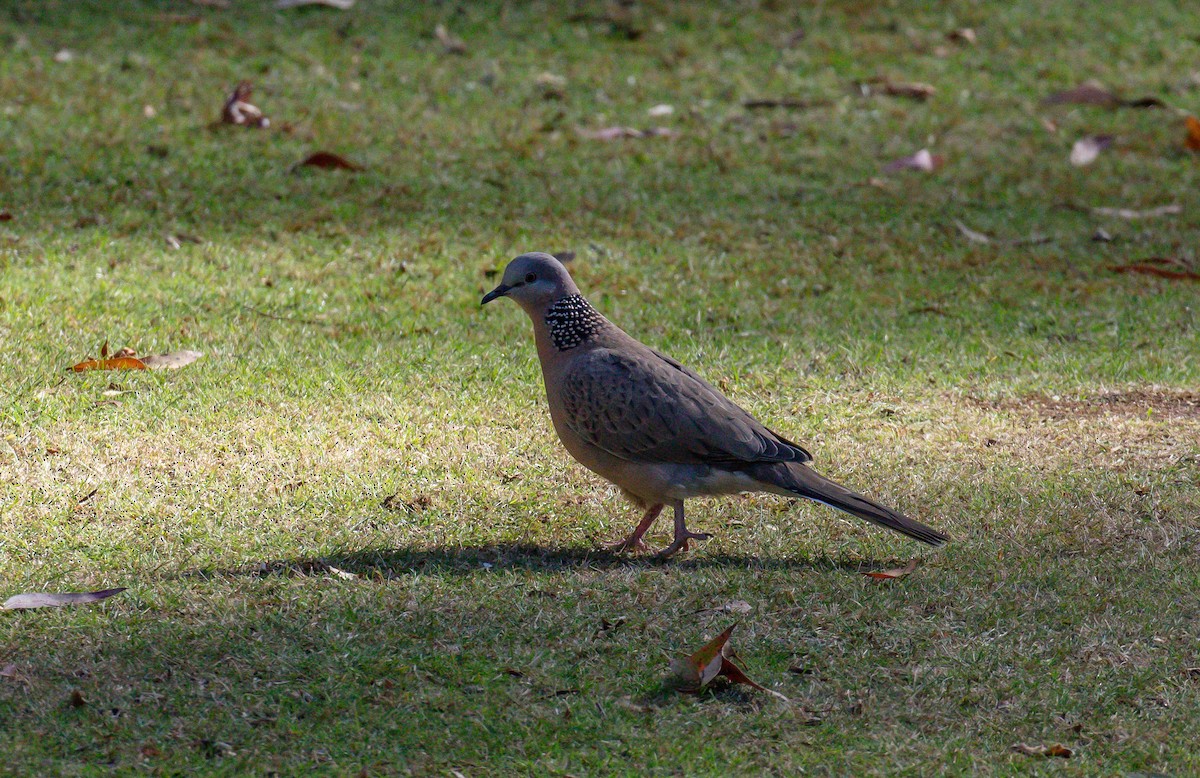 Spotted Dove - ML617023468