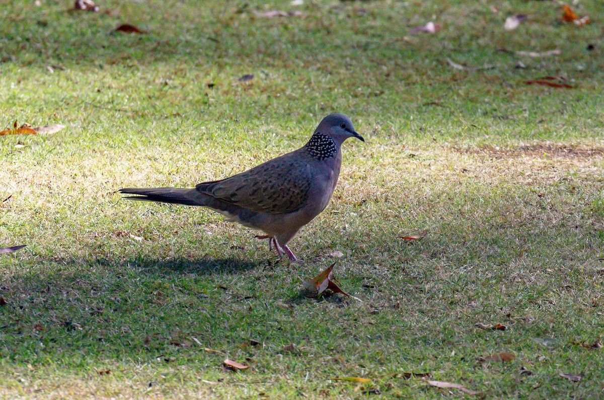 Spotted Dove - ML617023469