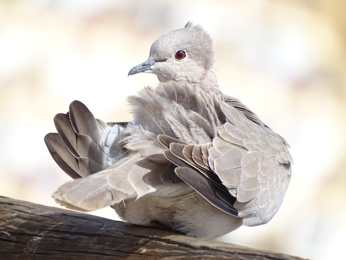 African Collared-Dove - ML617023565