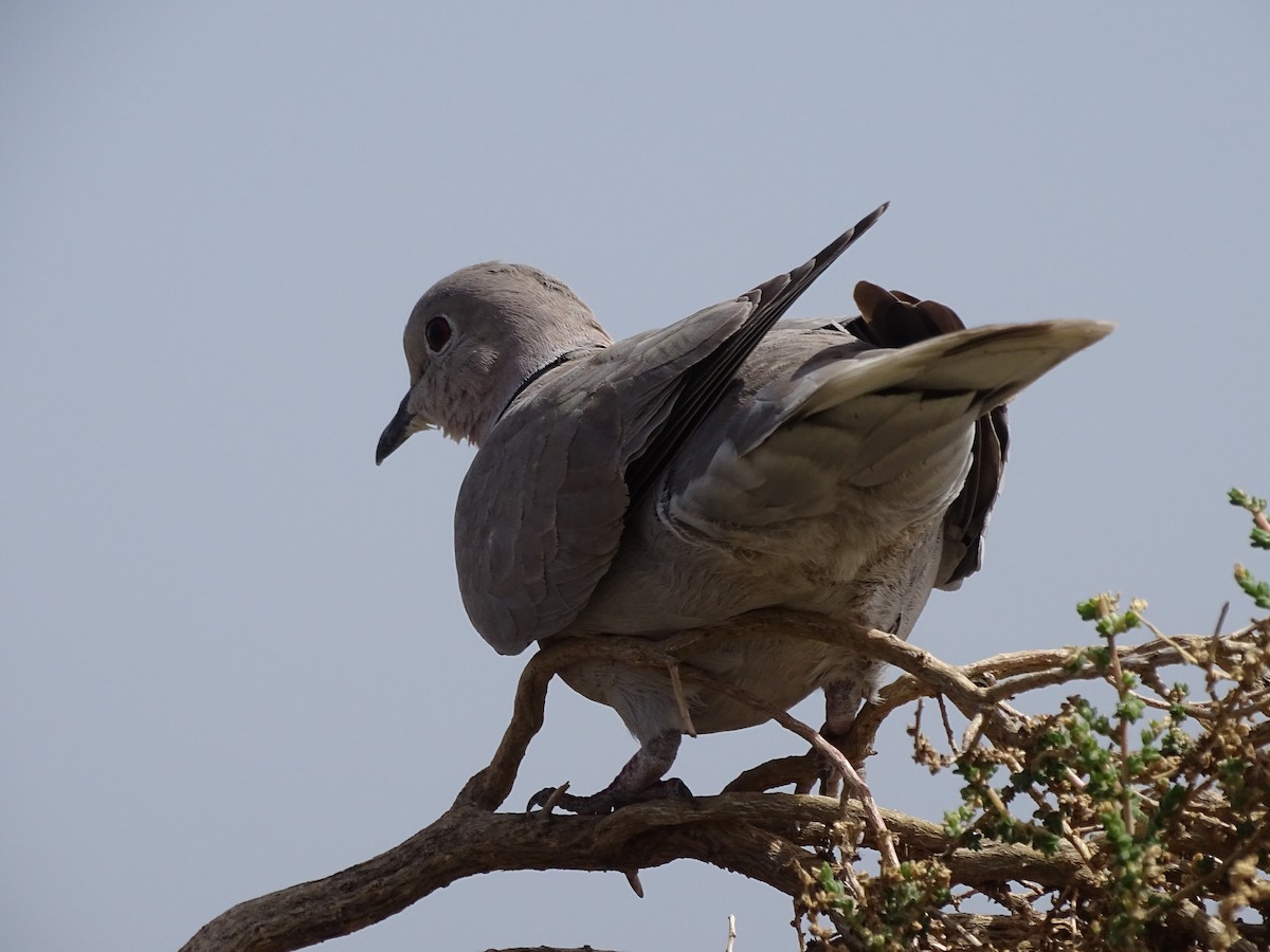 African Collared-Dove - ML617023566