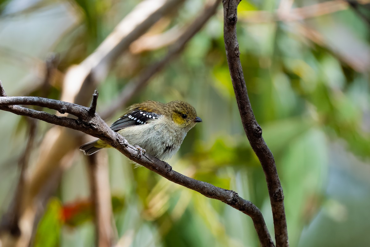 Forty-spotted Pardalote - ML617023582