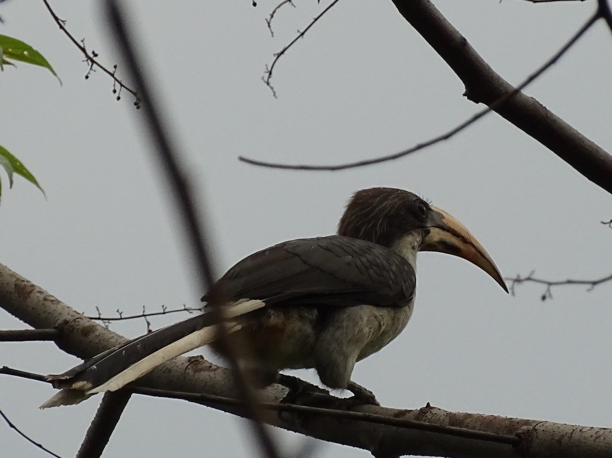 Sri Lanka Gray Hornbill - ML617023646