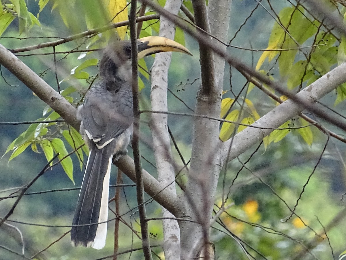Sri Lanka Gray Hornbill - ML617023647