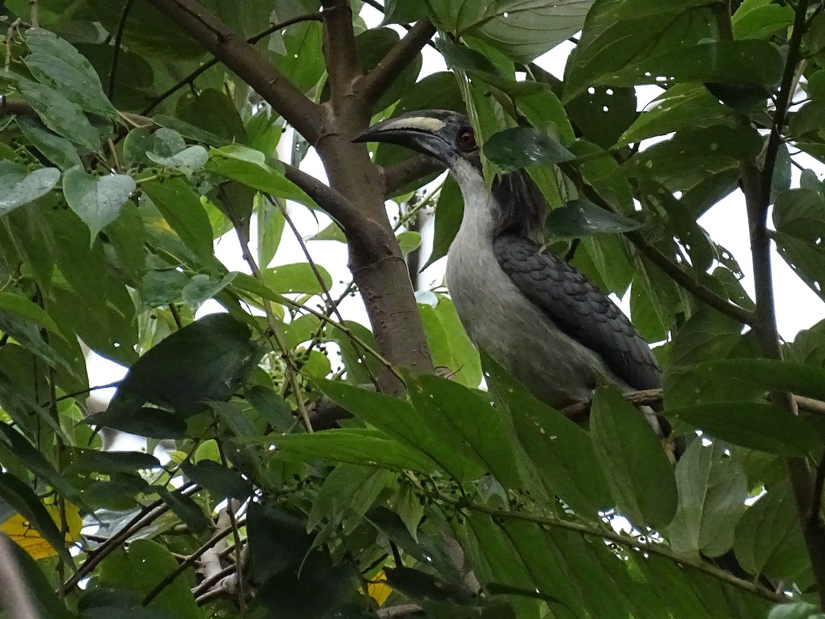Sri Lanka Gray Hornbill - ML617023648