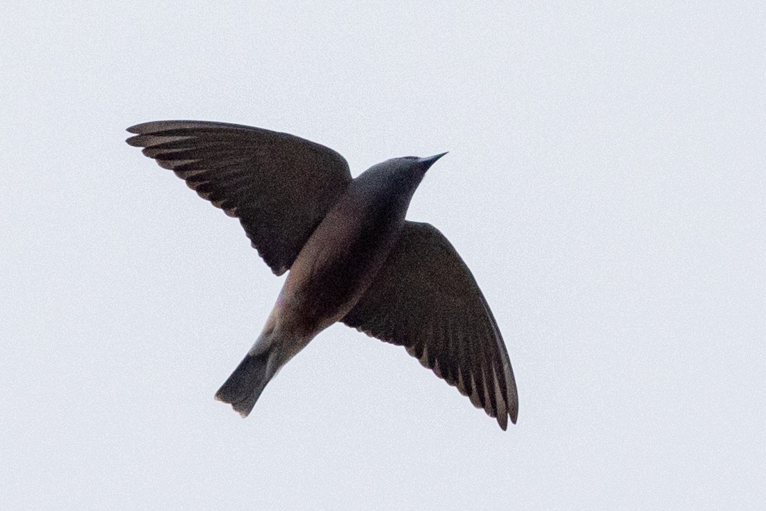 White-browed Woodswallow - ML617023837
