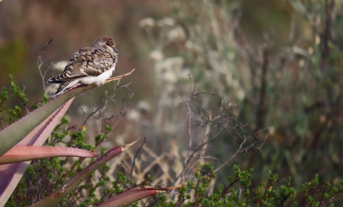 Namaqua Dove - Nicholas Fordyce - Birding Africa