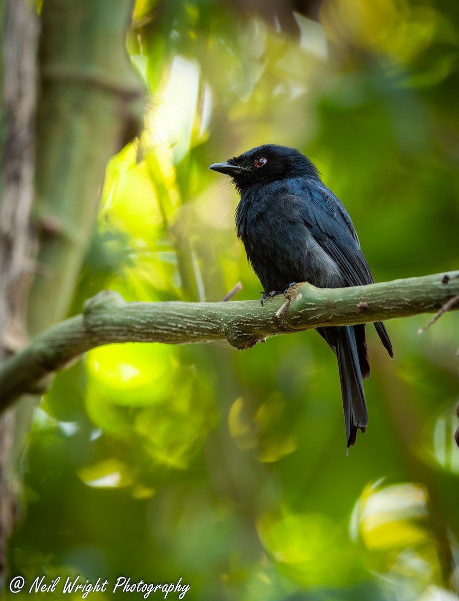 Square-tailed Drongo - ML617023970