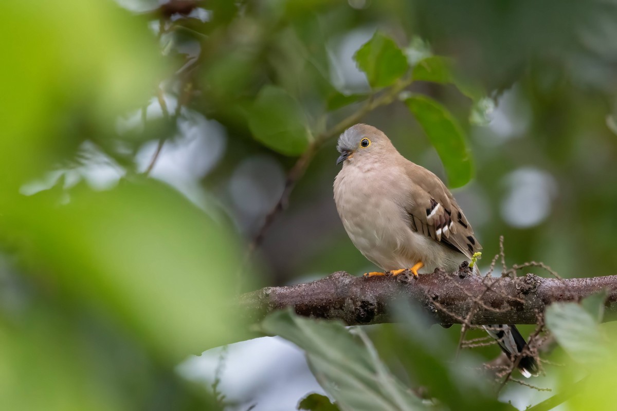 Long-tailed Ground Dove - ML617023990