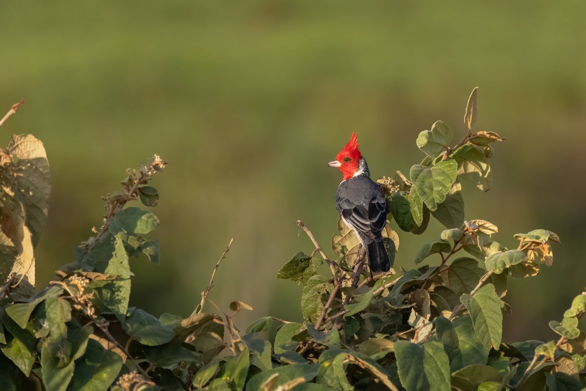 Red-crested Cardinal - Alejandro Pinto_TanagerPhotoTours