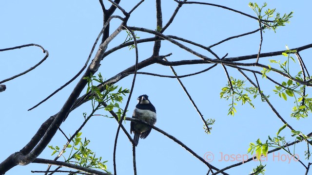 Black-breasted Puffbird - ML617024066