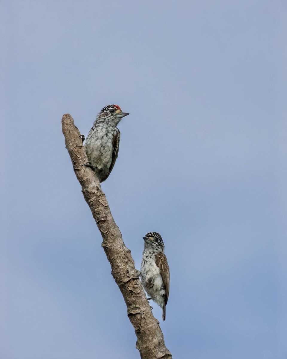 White-wedged Piculet - Alejandro Pinto_TanagerPhotoTours