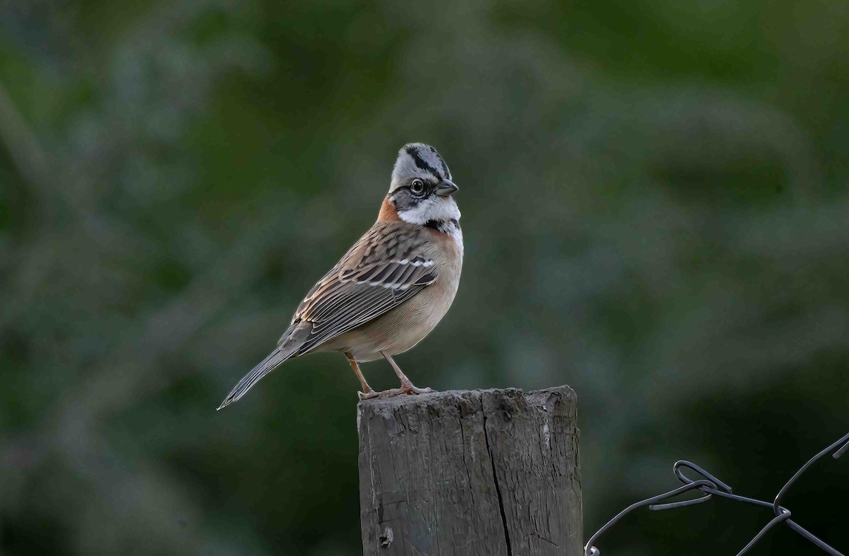 Rufous-collared Sparrow - Luis R Figueroa