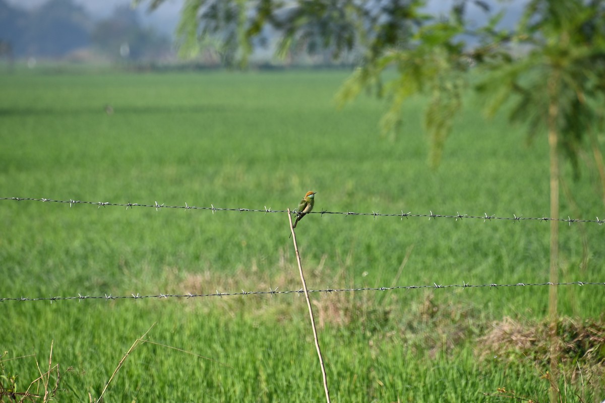 Asian Green Bee-eater - Ian Baird
