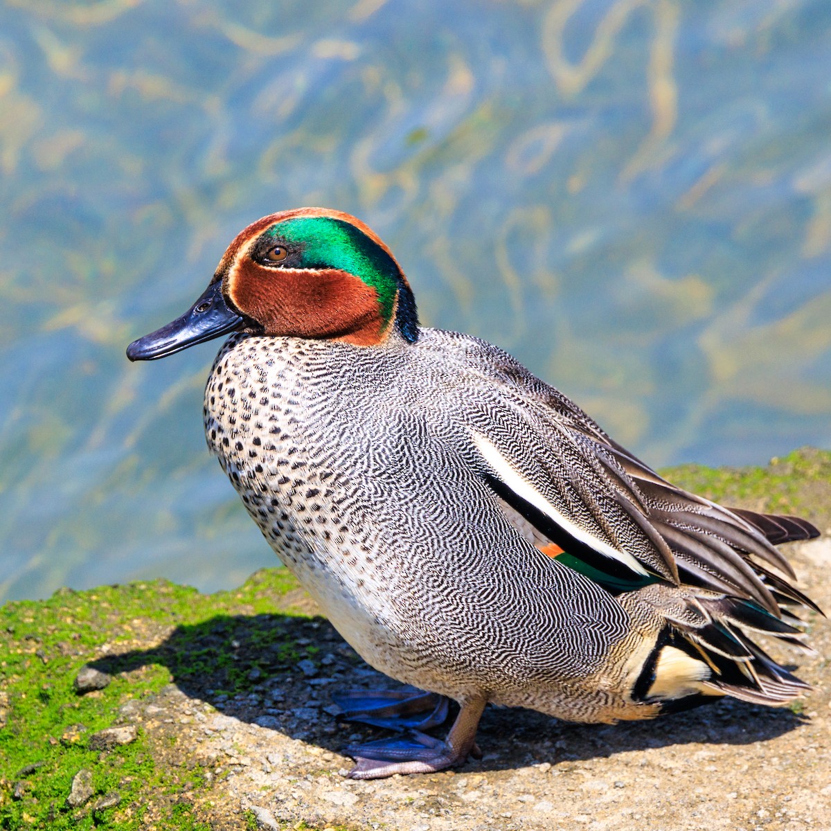 Green-winged Teal - ML617024222