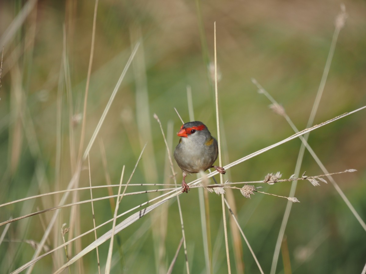 Red-browed Firetail - ML617024299
