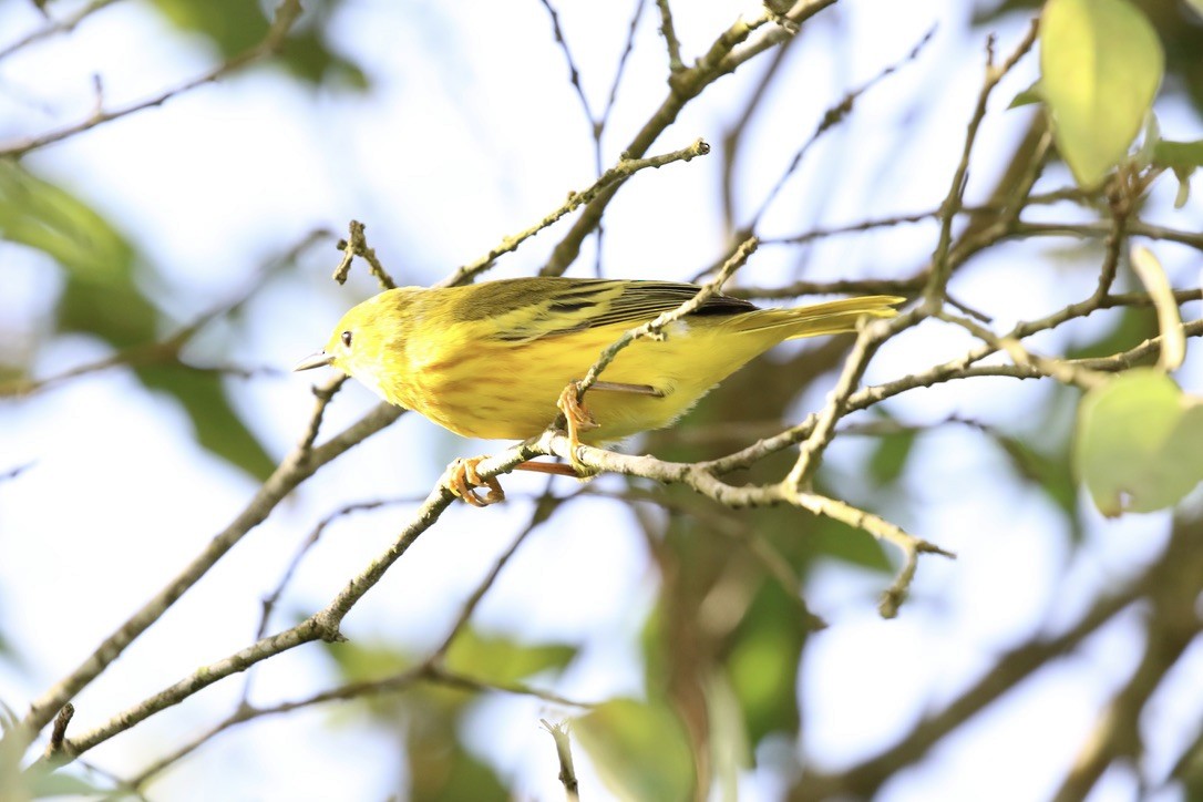 Yellow Warbler (Galapagos) - ML617024334