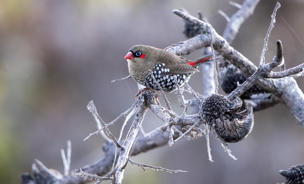 Red-eared Firetail - ML617024344
