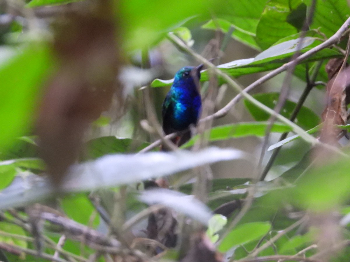 kolibřík azurovoprsý - ML617024388