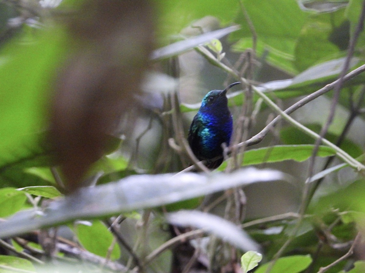 kolibřík azurovoprsý - ML617024389