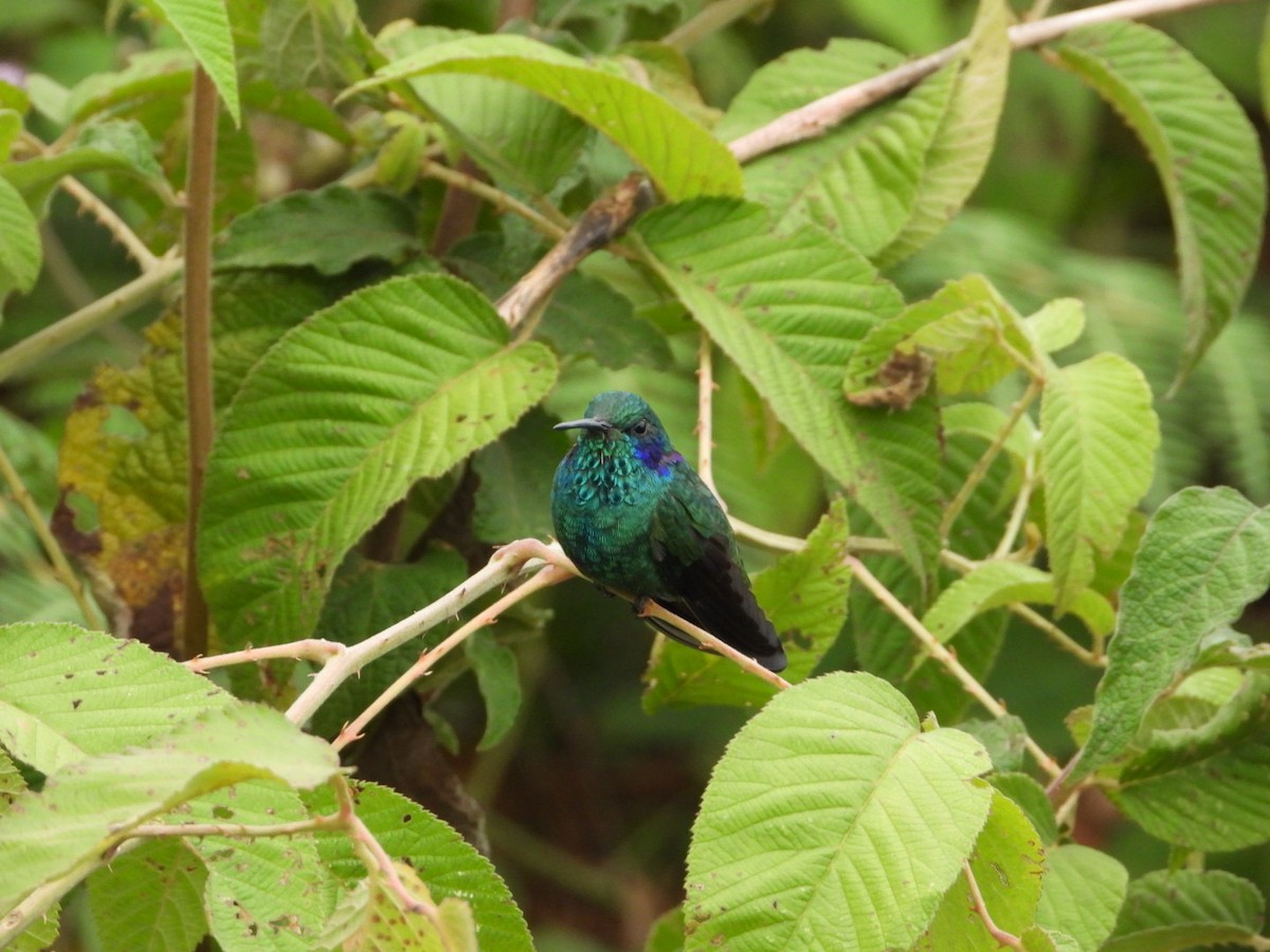 Crowned Woodnymph (Colombian Violet-crowned) - ML617024418