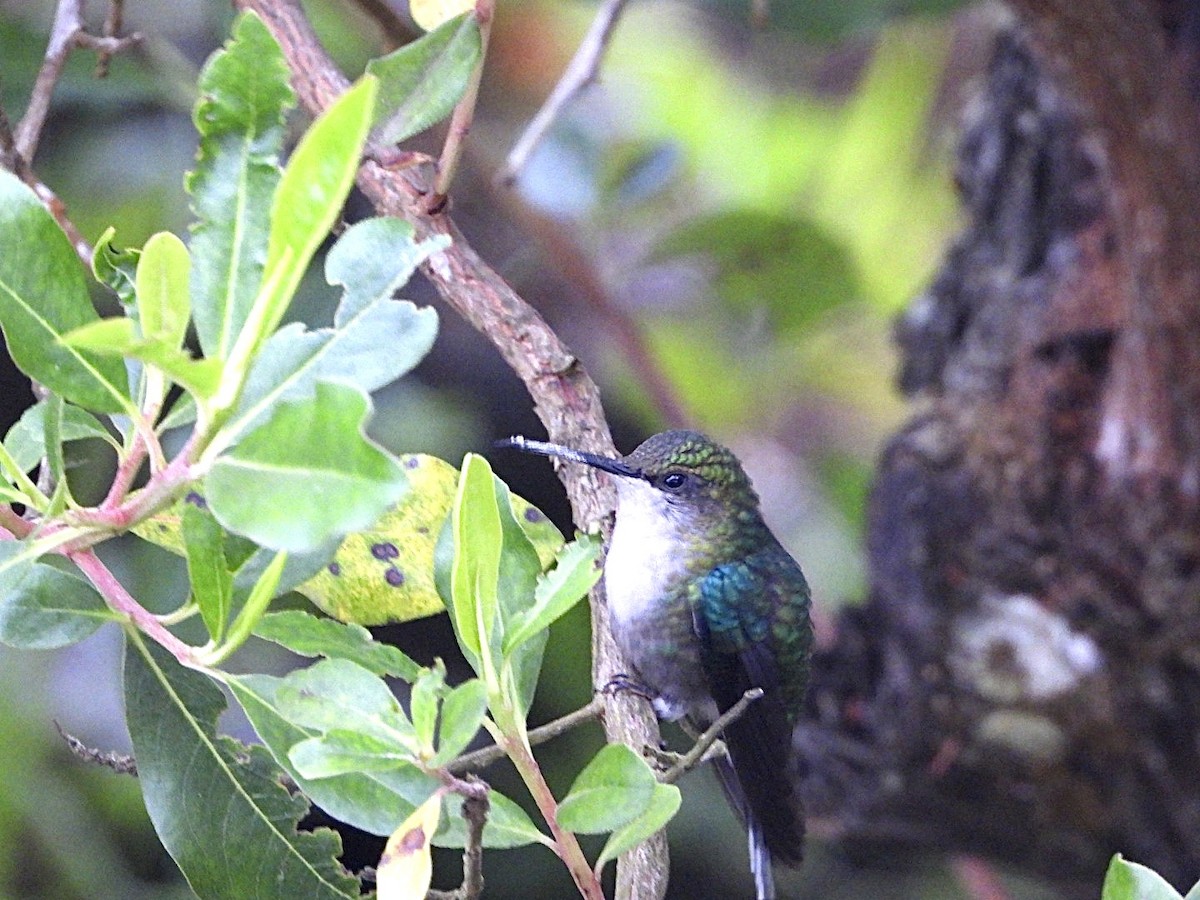 Crowned Woodnymph (Colombian Violet-crowned) - ML617024419
