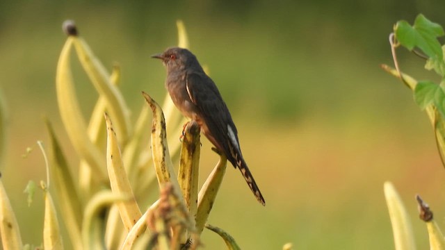 Gray-bellied Cuckoo - ML617024420