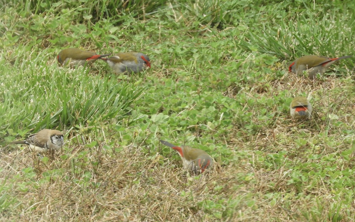 Red-browed Firetail - ML617024426