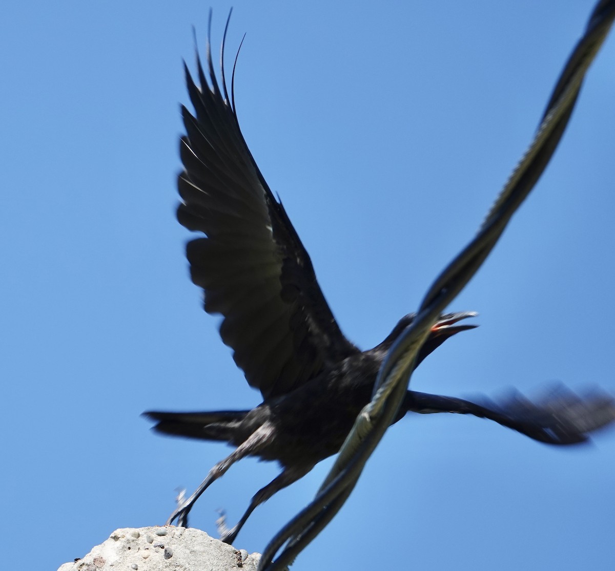Sinaloa Crow - Eric Hough