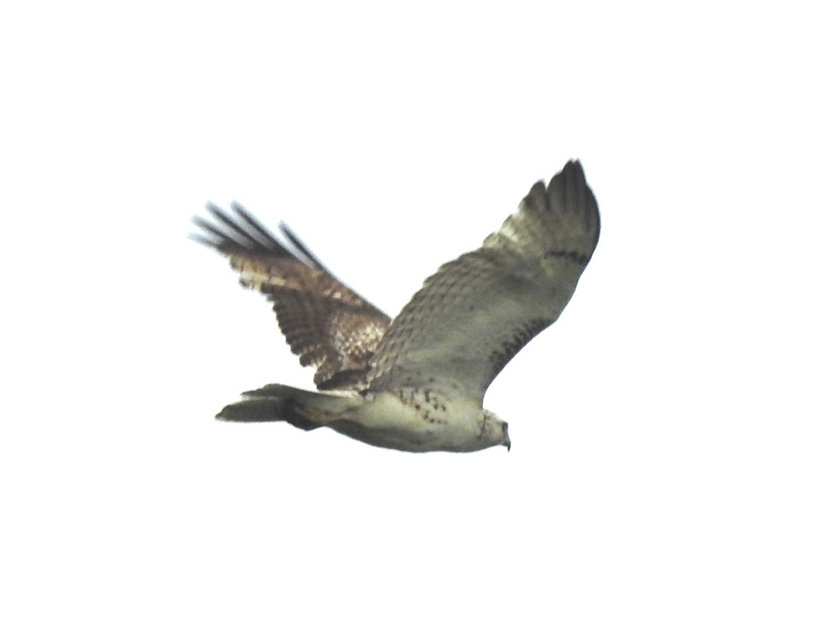 Red-tailed Hawk (Krider's) - Sean Verkamp
