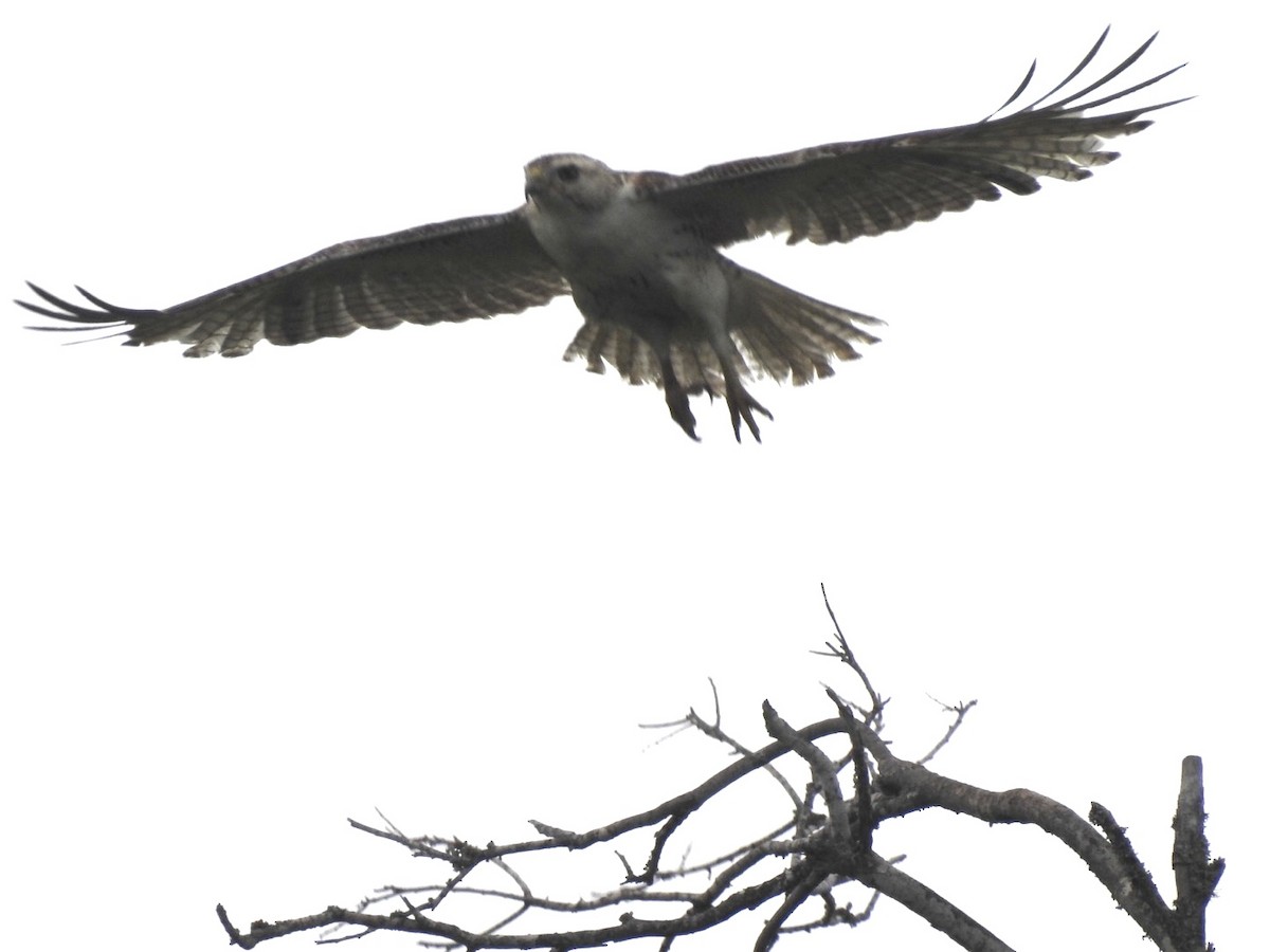 Red-tailed Hawk (Krider's) - Sean Verkamp