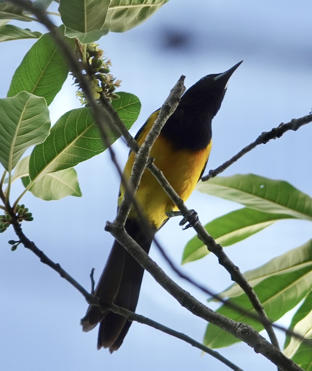 Black-vented Oriole - Eric Hough