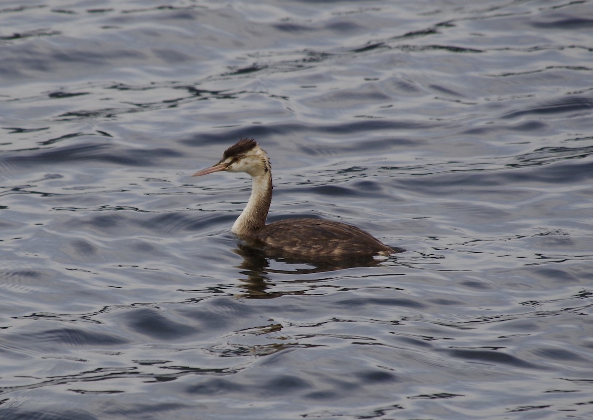 Great Crested Grebe - ML617024715
