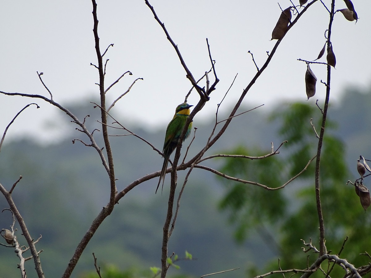Swallow-tailed Bee-eater - ML617024784
