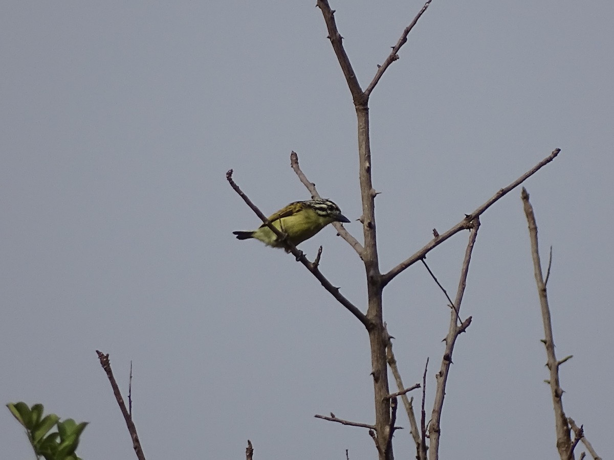 Yellow-rumped Tinkerbird - ML617024787
