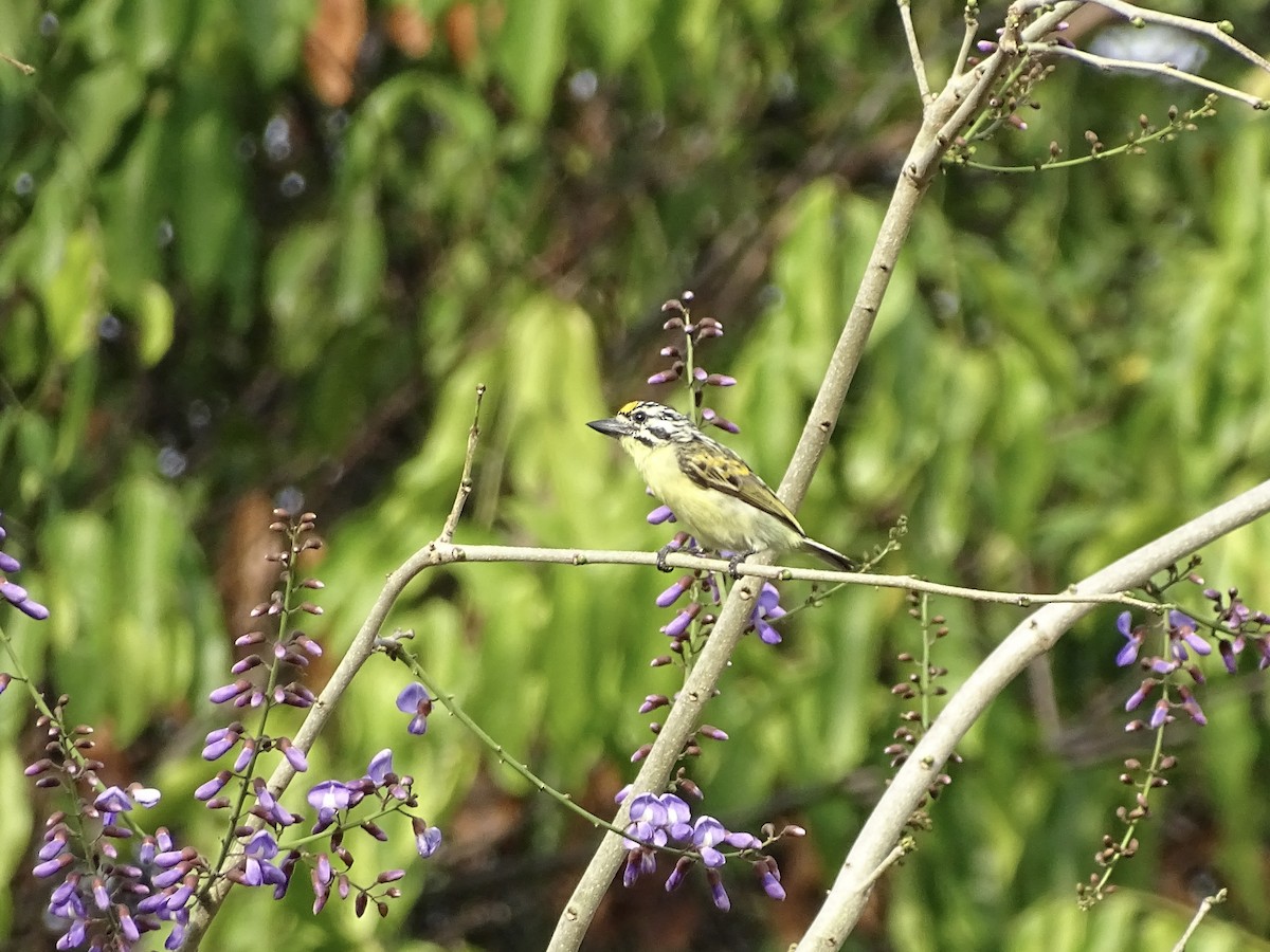 Yellow-fronted Tinkerbird - ML617024790