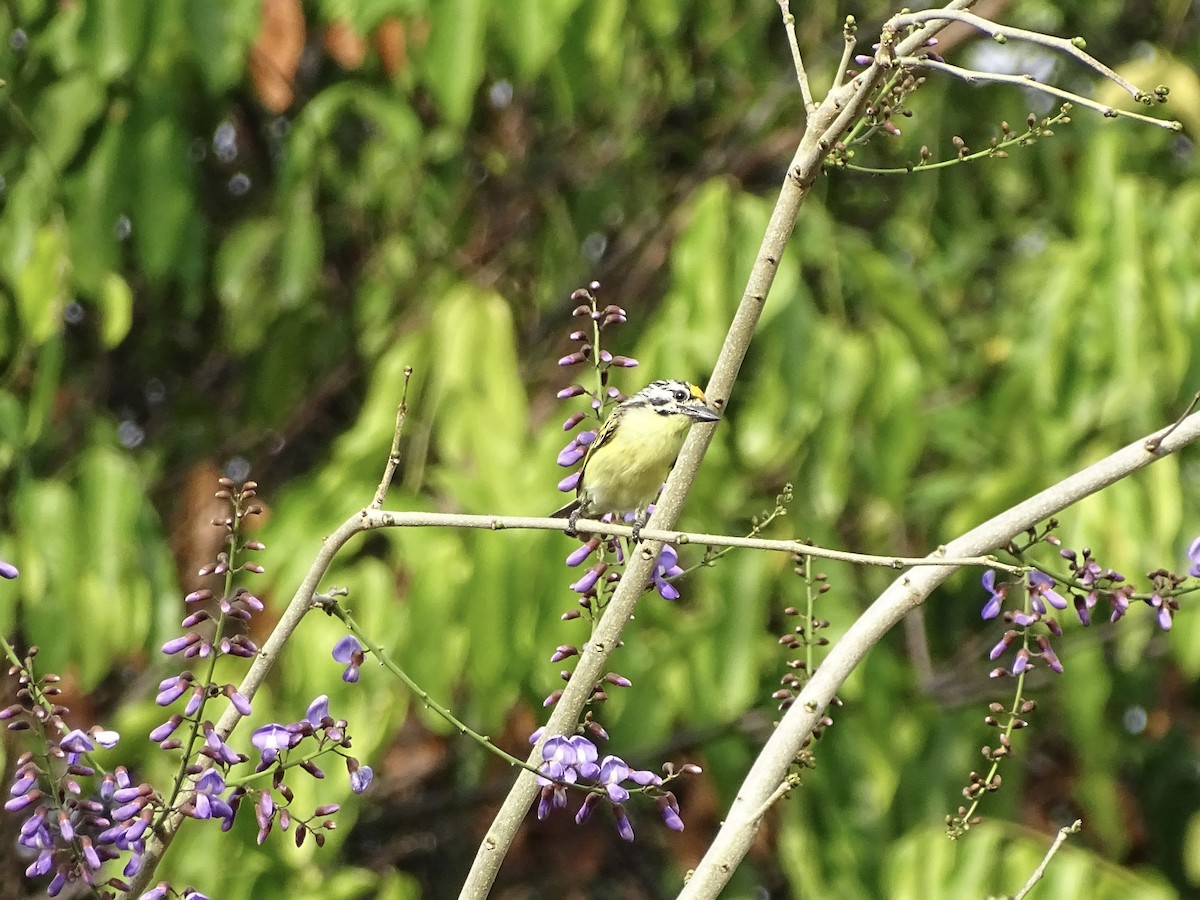 Yellow-fronted Tinkerbird - ML617024791