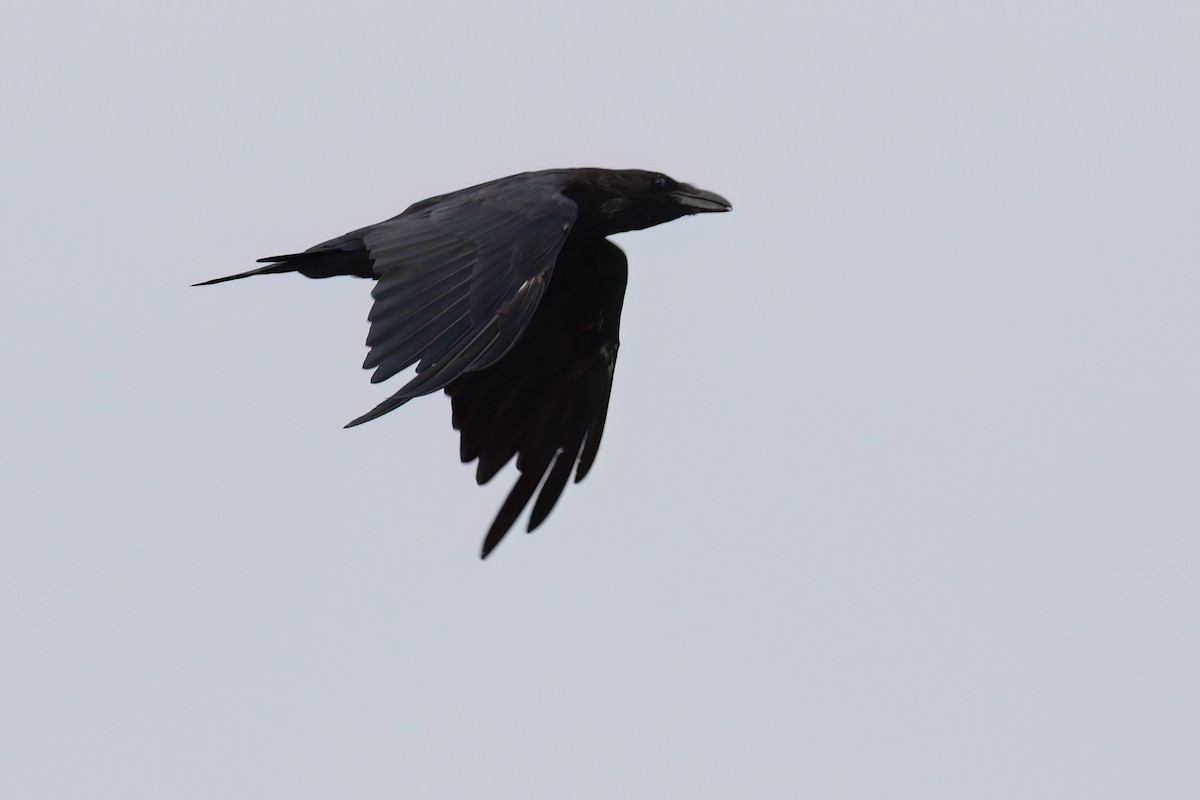 Common Raven - ML617024826
