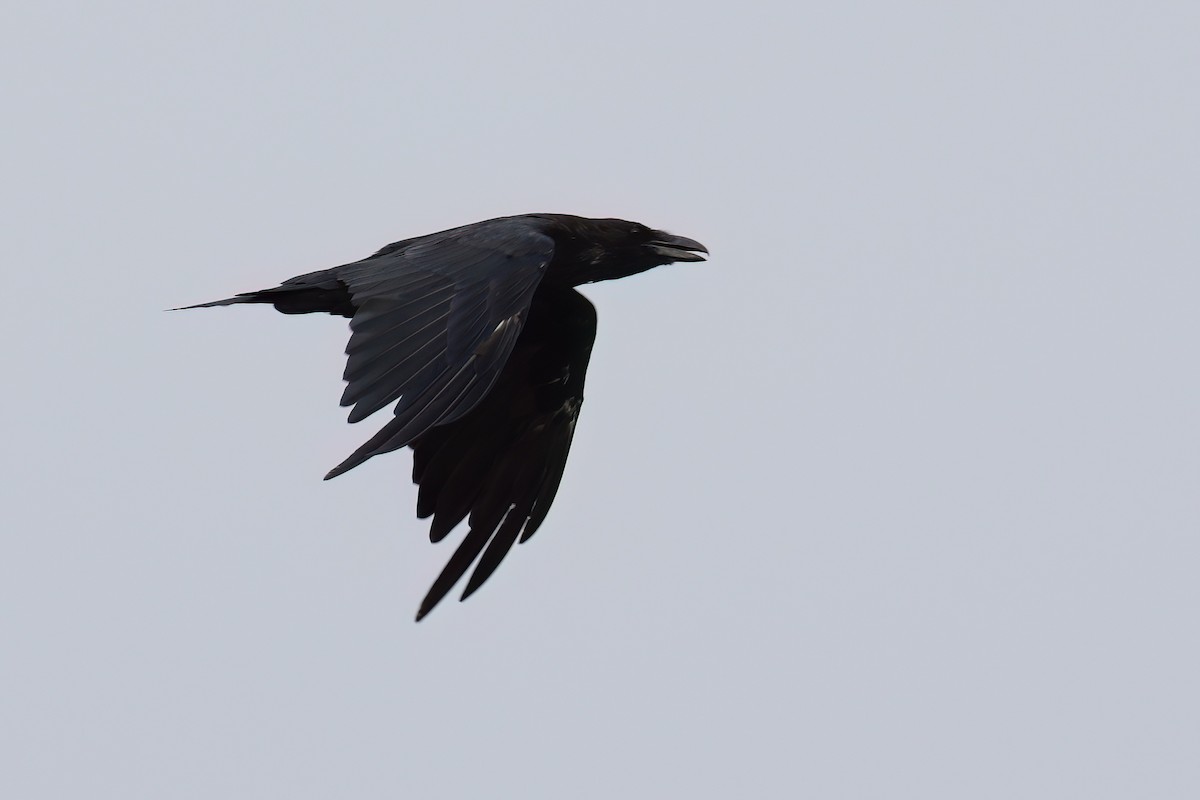 Common Raven - ML617024827
