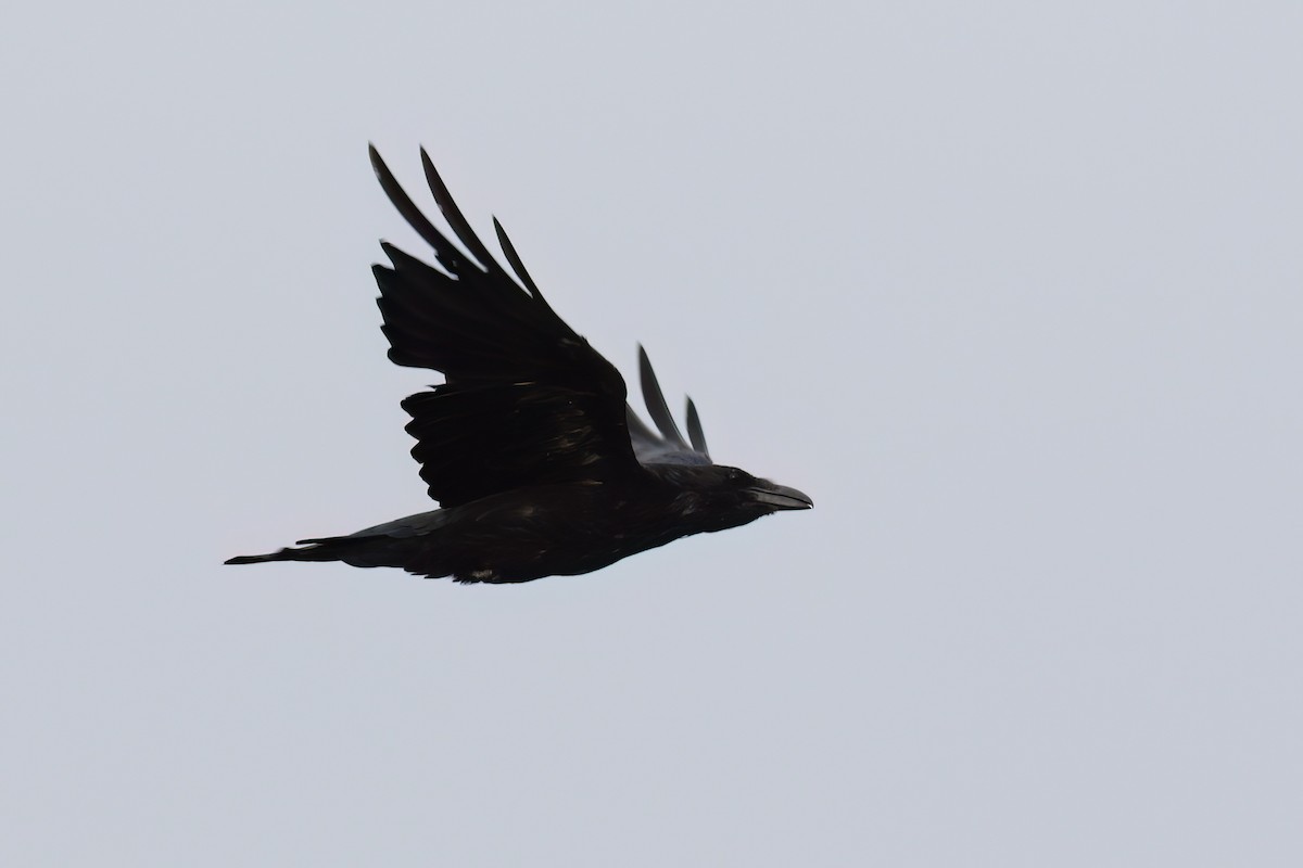 Common Raven - ML617024828