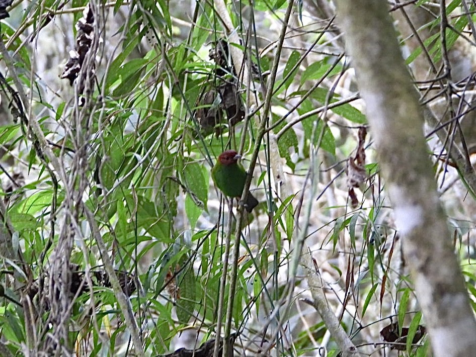 Рыжеголовая танагра (viridissima/toddi) - ML617024913