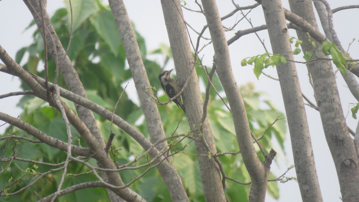 Gray-capped Pygmy Woodpecker - ML617024964
