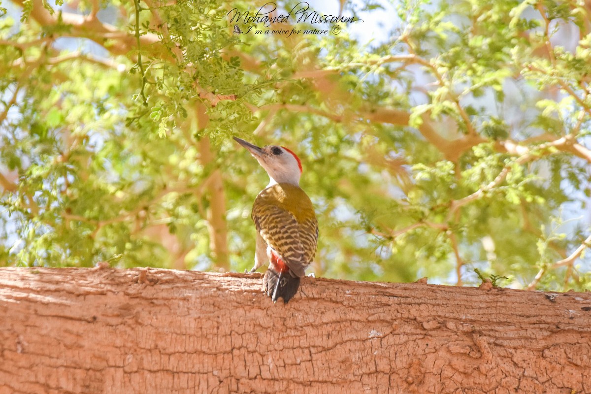 African Gray Woodpecker - ML617025004