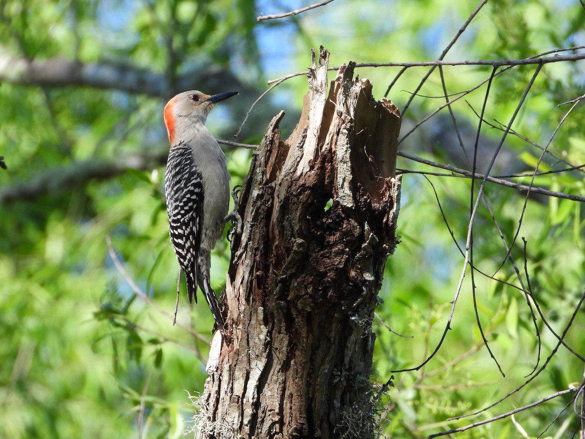 Red-bellied Woodpecker - ML617025037