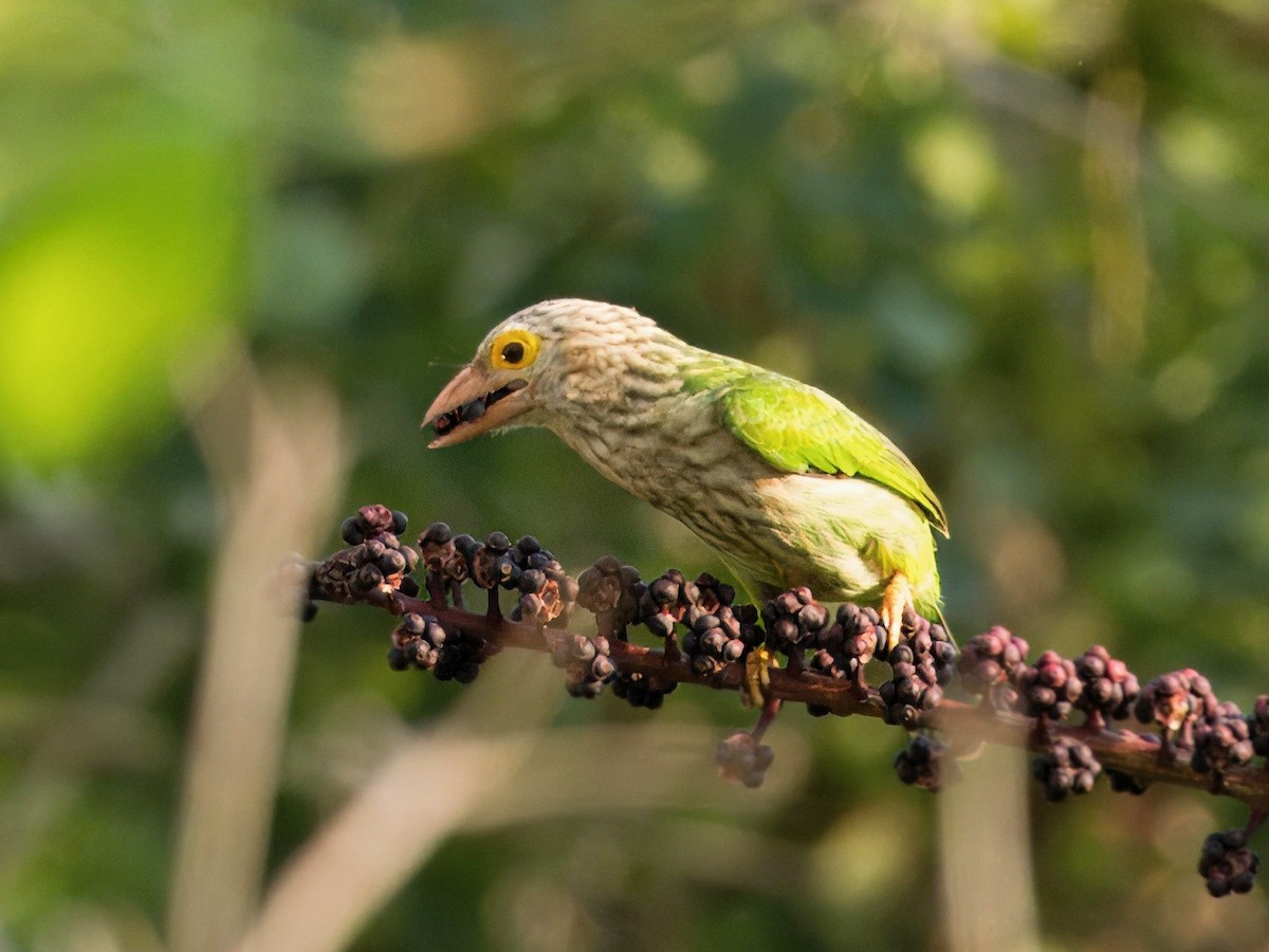 Lineated Barbet - ML617025125