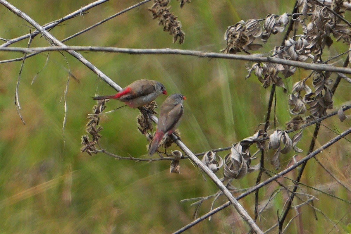 Fawn-breasted Waxbill - Dave Rimmer