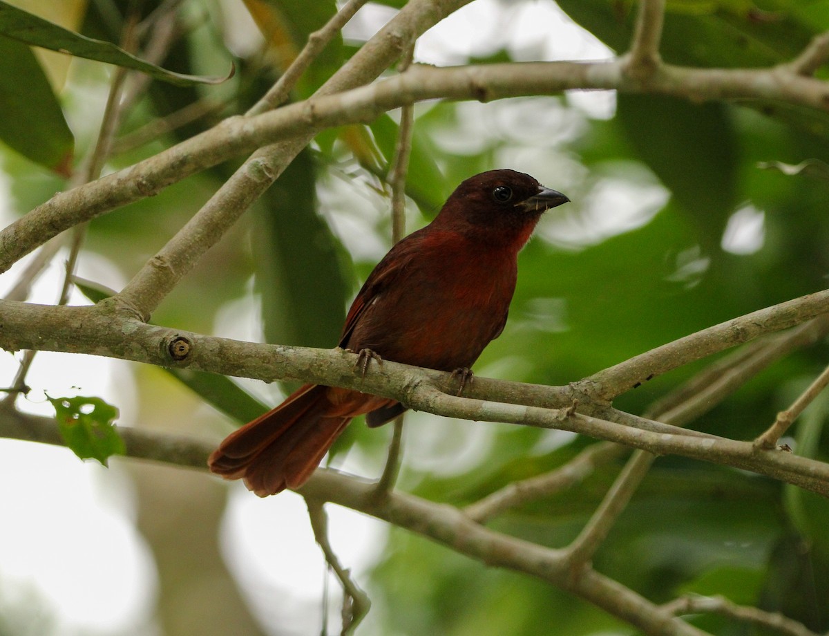 Red-crowned Ant-Tanager - ML617025175